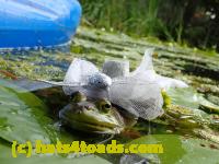 /home//u458753944/public_html/sourcegallery//Frogs/More bullfrogs/P8180182.JPG